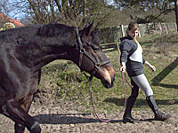 Bild von einem Pferd das am Z&uuml;gel gef&uuml;hrt wird