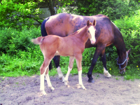 Bild eines sich umblickenden Fohlens